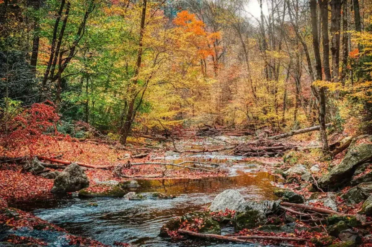 A vibrant stream winds its way through a landscape adorned with colorful autumn leaves, fallen branches, and rocky formations. The peaceful setting invites visitors to hike, enjoy nature walks, and immerse themselves in the tranquil beauty of the outdoors.